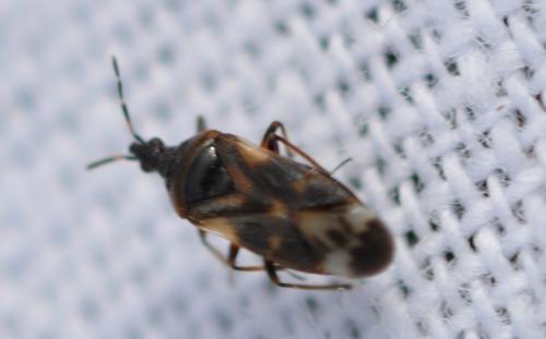 Anthocoris nemoralis